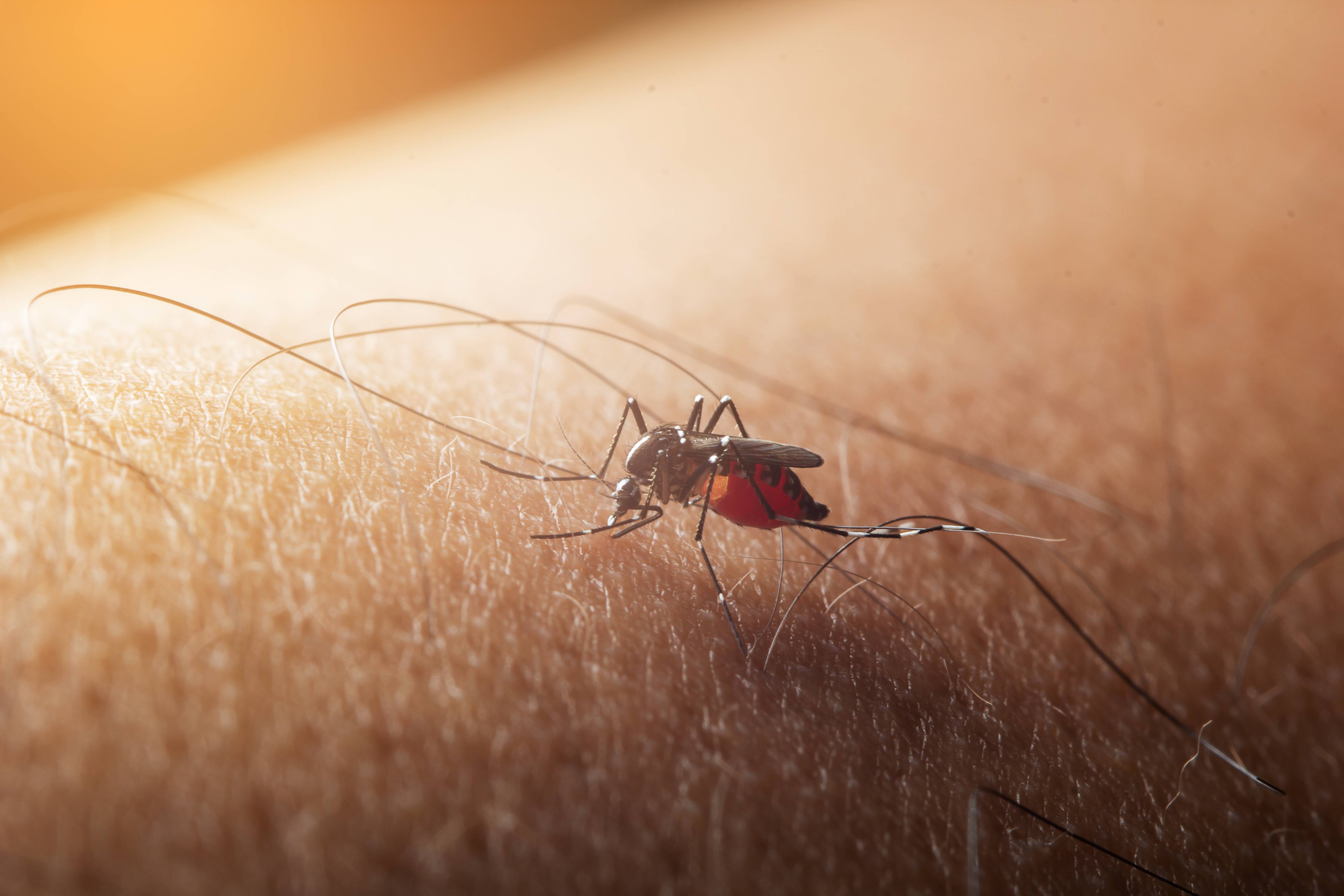 West Nile: informazioni e raccomandazioni per i Comuni